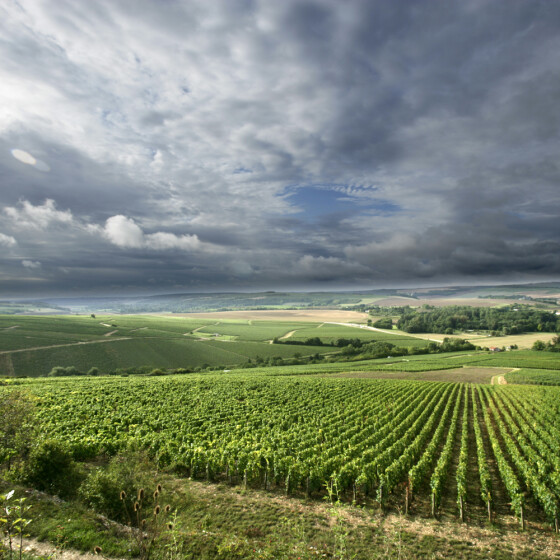 The Chablis region of Burgundy, France, during late summer.