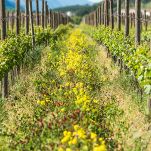 Cantina Toblino_Foto (2)