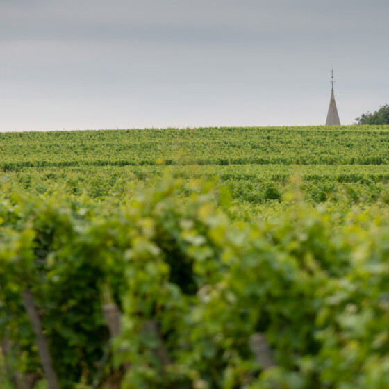 Lambert-vineyard-with-tower-peeking-over-vines-1140x683