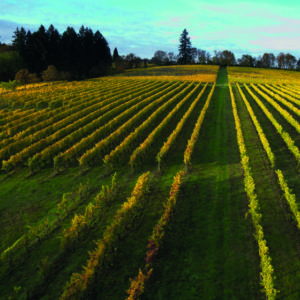 Eyrie Vineyards - Oregon vineyards show their fall colors after harvest in 2012.