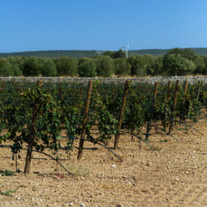 Frisino_Foto (4)