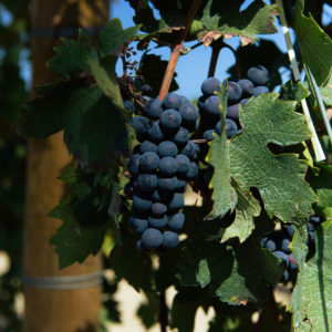 Frisino_Foto (5)