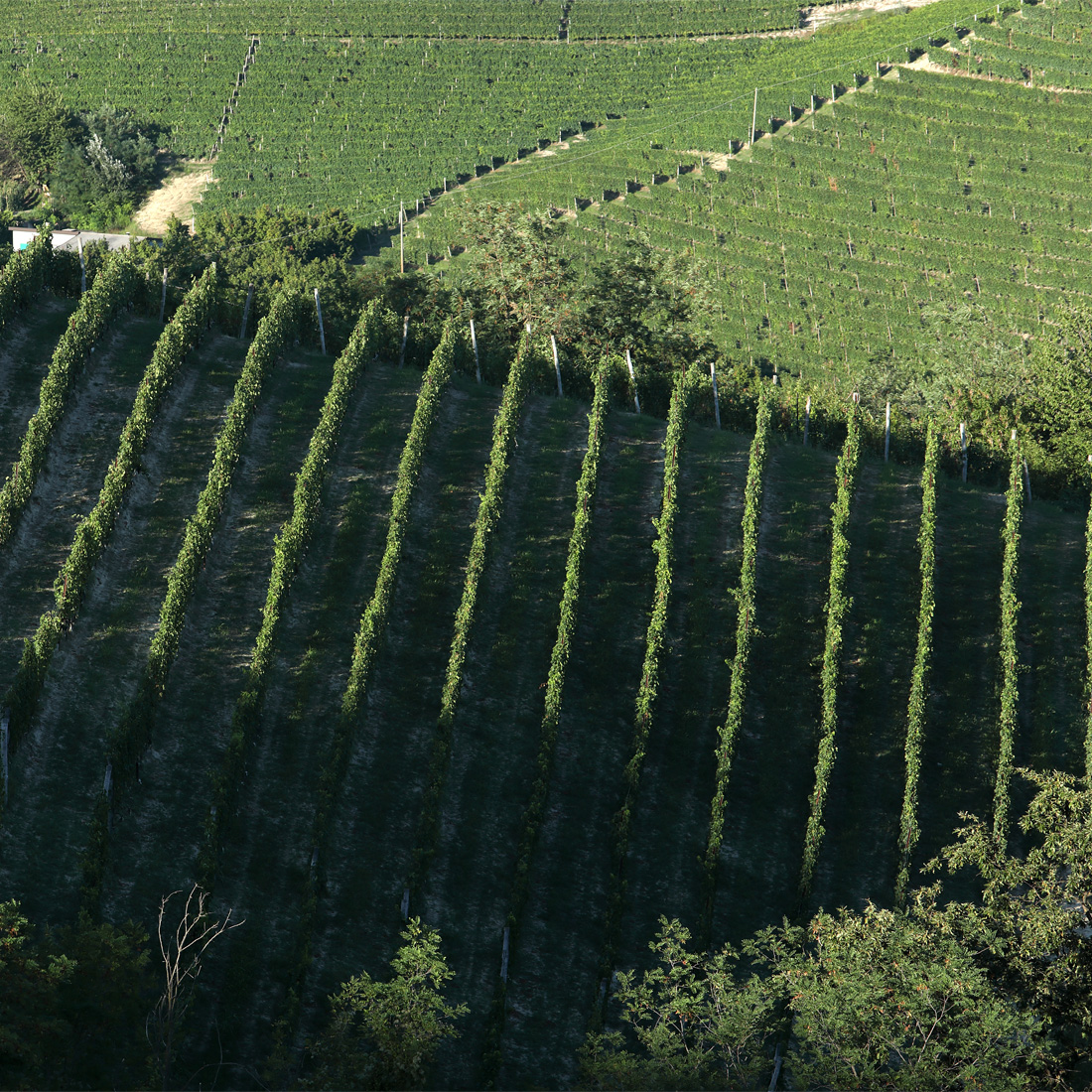 Cascina Baricchi_Foto (4)