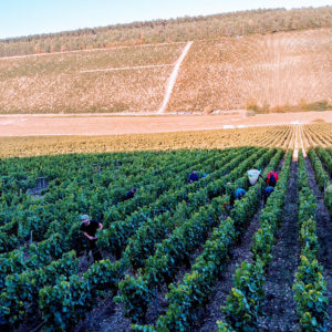 Domaine Jean Dauvissat_Foto (1)