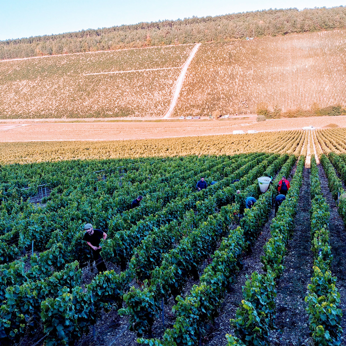 Domaine Jean Dauvissat_Foto (1)