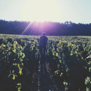 Domaine Jean Dauvissat_Foto (2)