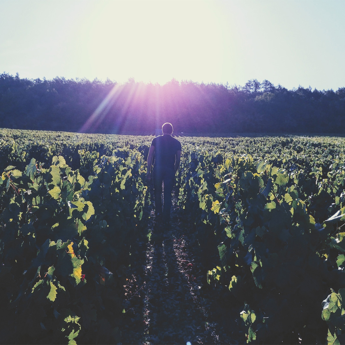 Domaine Jean Dauvissat_Foto (2)