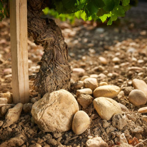 Domaine de Panisse_Foto (10)