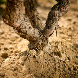 Domaine de Panisse_Foto (11)