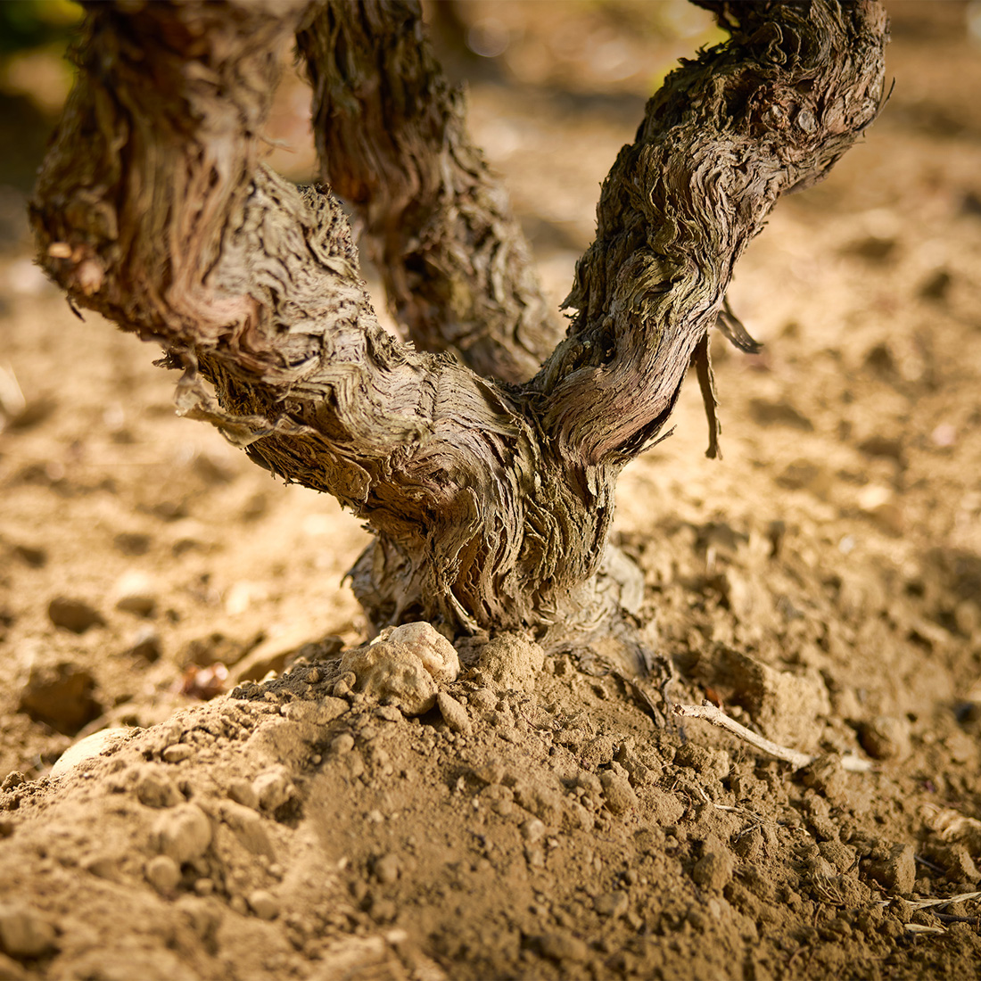 Domaine de Panisse_Foto (11)