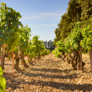 Domaine de Panisse_Foto (2)