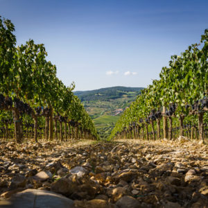 Uccelliera_Foto (10)