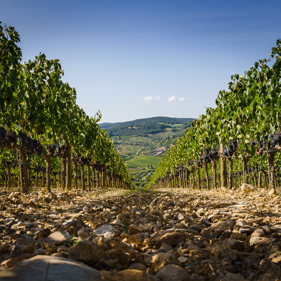 Uccelliera_Foto (10)