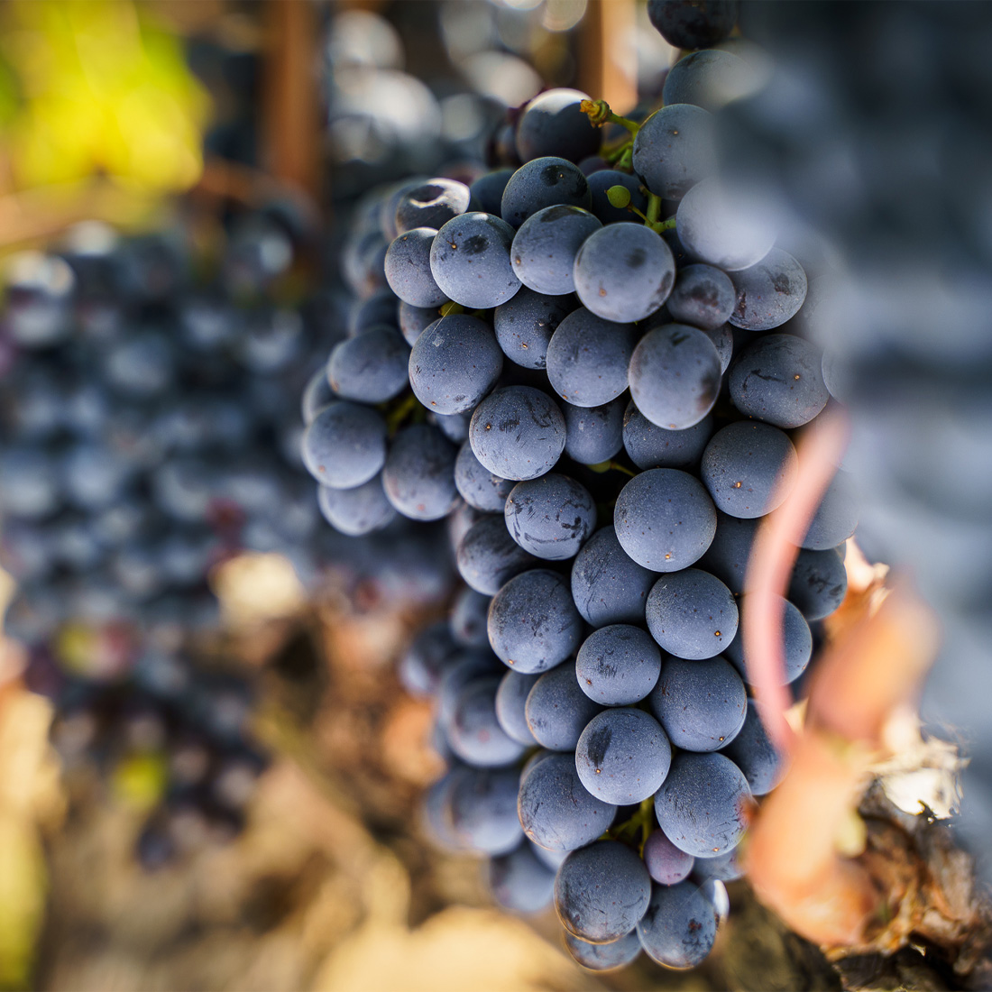 Uccelliera_Foto (11)