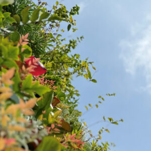 Mandois_Foto (12)